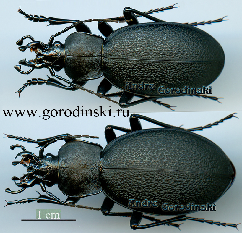 http://www.gorodinski.ru/carabus/Procrustes coriaceus coriaceus.jpg